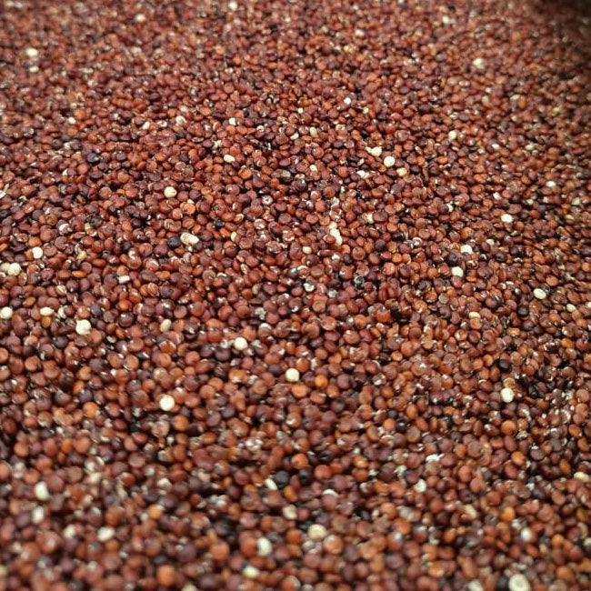 Quinoa Roja